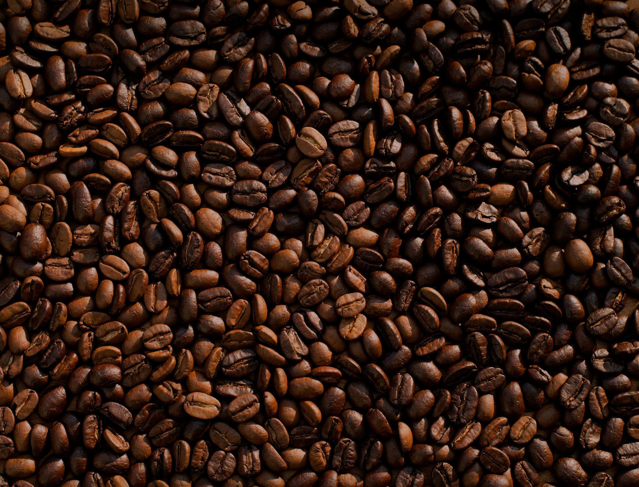 Cocoa beans laid out for quality inspection